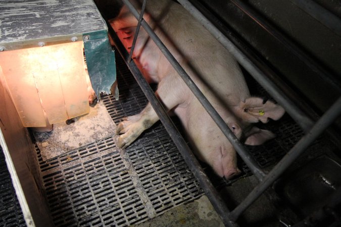 Farrowing crates at CEFN Breeder Piggery QLD