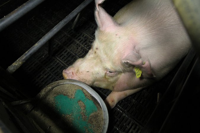 Farrowing crates at Brentwood Piggery QLD