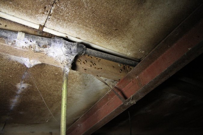 Bugs in farrowing shed