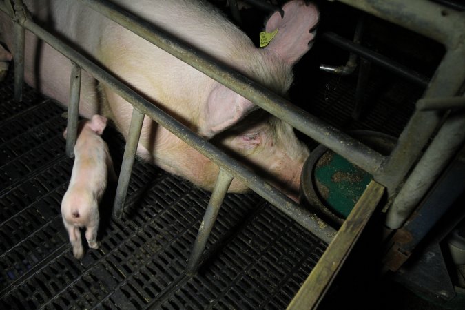 Farrowing crates at Brentwood Piggery QLD