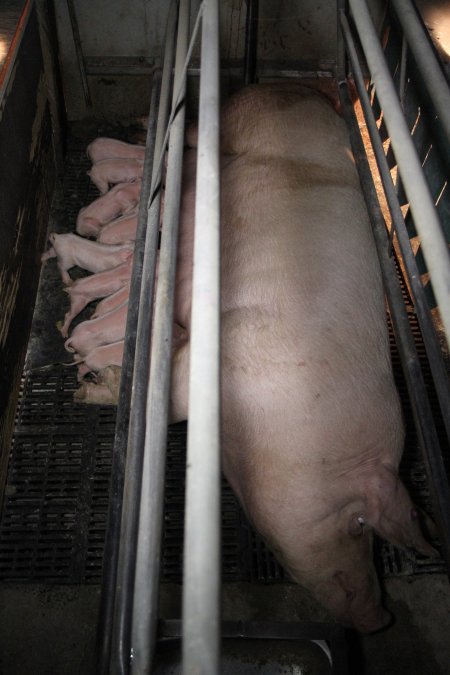 Farrowing crates at CEFN Breeder Piggery QLD