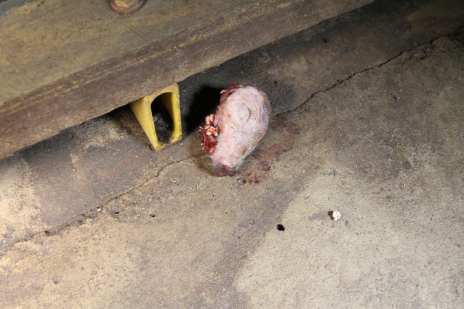 Severed piglet's head in aisle