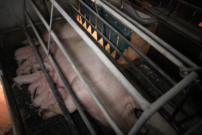 Farrowing crates at CEFN Breeder Piggery QLD