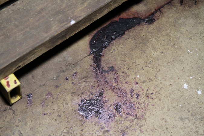 Large smear of blood on aisle floor