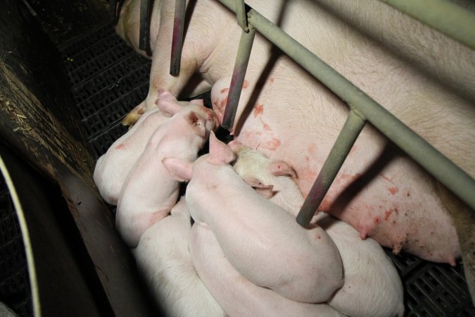 Farrowing crates at Brentwood Piggery QLD