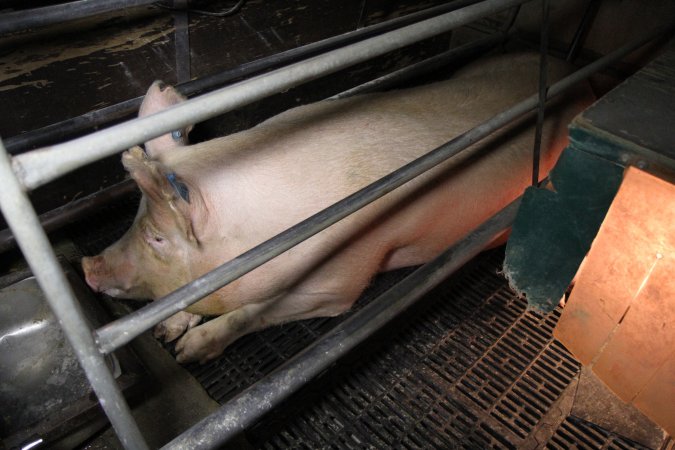 Farrowing crates at CEFN Breeder Piggery QLD