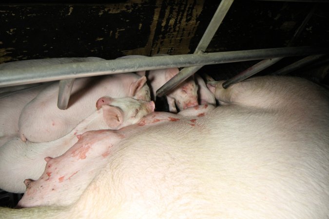 Farrowing crates at Brentwood Piggery QLD