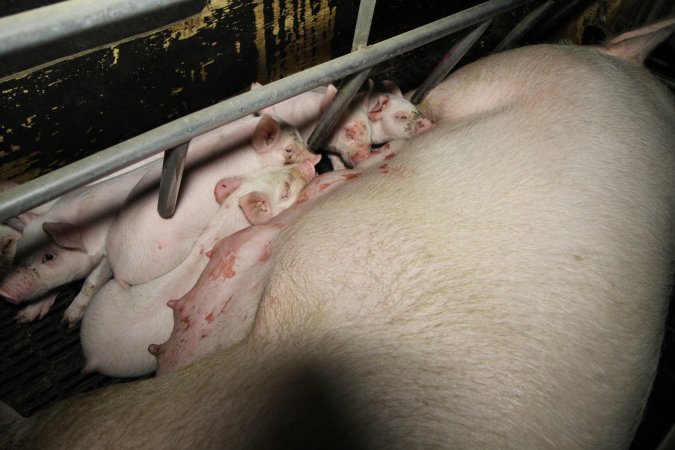 Farrowing crates at Brentwood Piggery QLD