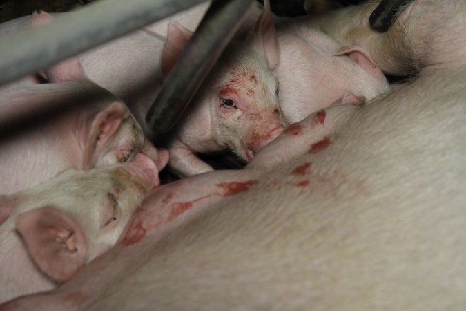 Piglets suckling