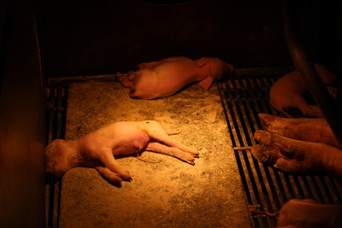 Dead piglets in farrowing crate