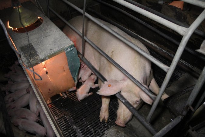 Farrowing crates at CEFN Breeder Piggery QLD