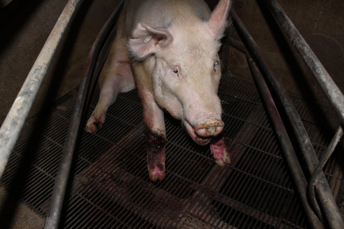 Injured sow in crate