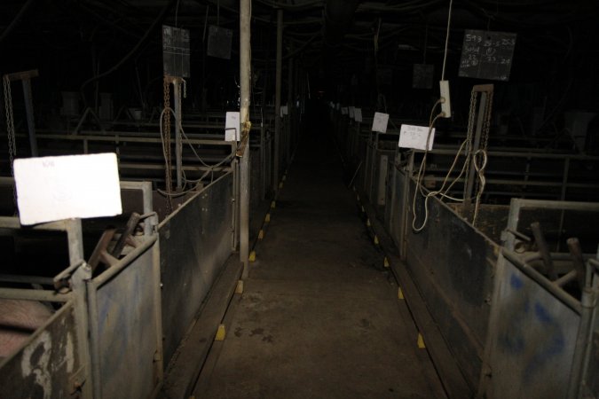 Looking down aisle of farrowing shed