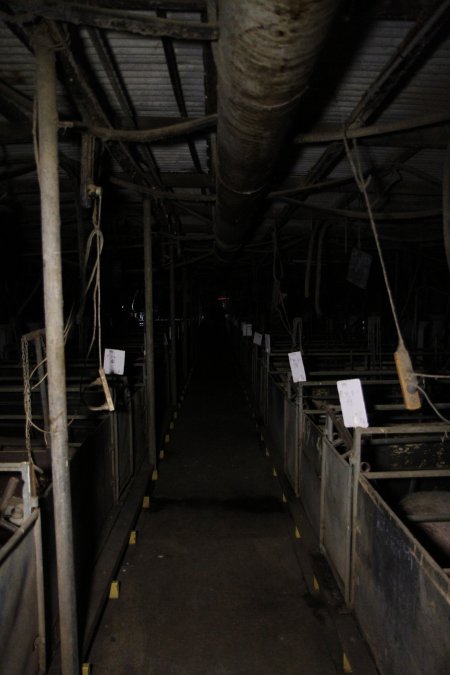 Looking down aisle of farrowing shed