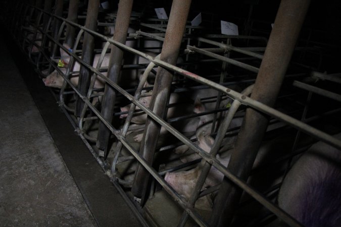 Sow stalls at Brentwood Piggery QLD