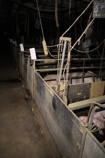 Farrowing crates at Brentwood Piggery QLD