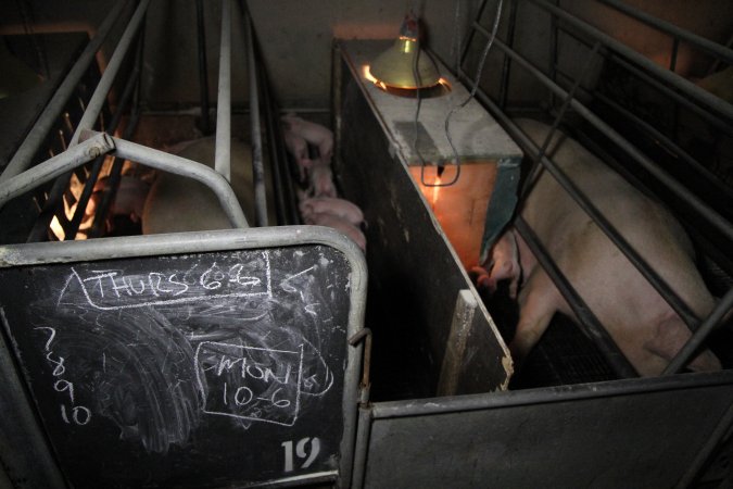 Farrowing crates at CEFN Breeder Piggery QLD