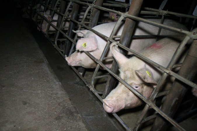 Sow stalls at Brentwood Piggery QLD