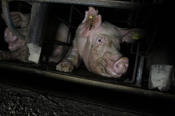 Low view of sow stalls