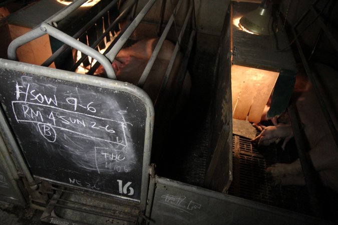 Farrowing crates at CEFN Breeder Piggery QLD