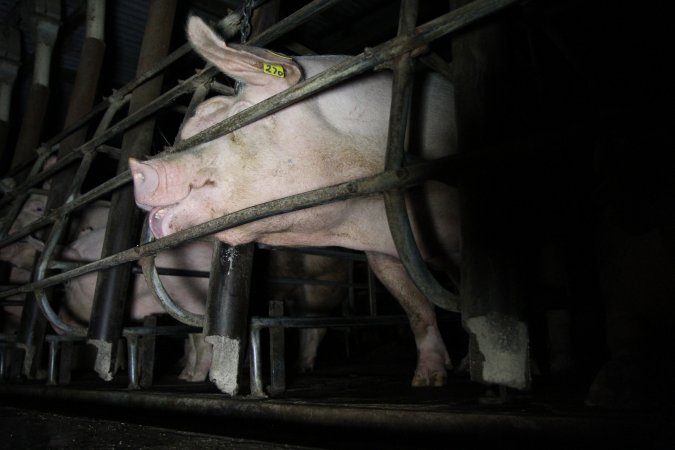 Low view of sow stalls