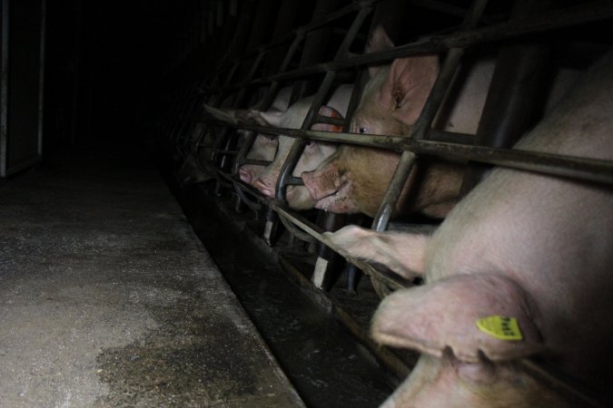 Sow stalls at Brentwood Piggery QLD