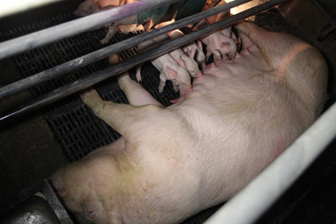 Farrowing crates at CEFN Breeder Piggery QLD