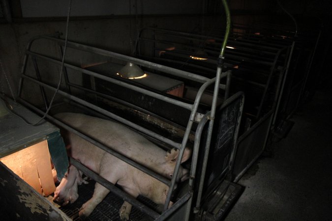 Farrowing crates at CEFN Breeder Piggery QLD