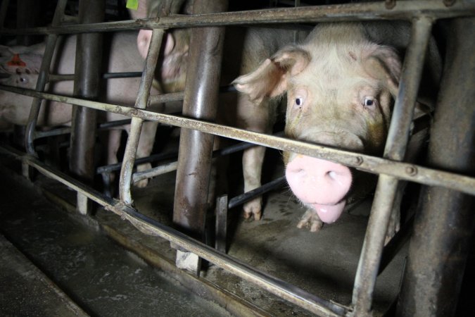 Sow stalls at Brentwood Piggery QLD