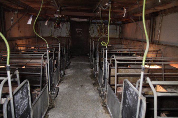 Looking down aisle of farrowing shed