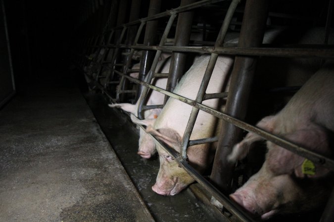 Sow stalls at Brentwood Piggery QLD