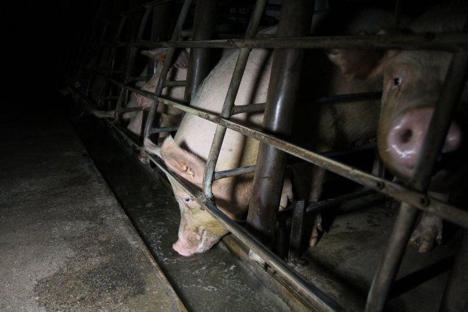 Sow stalls at Brentwood Piggery QLD