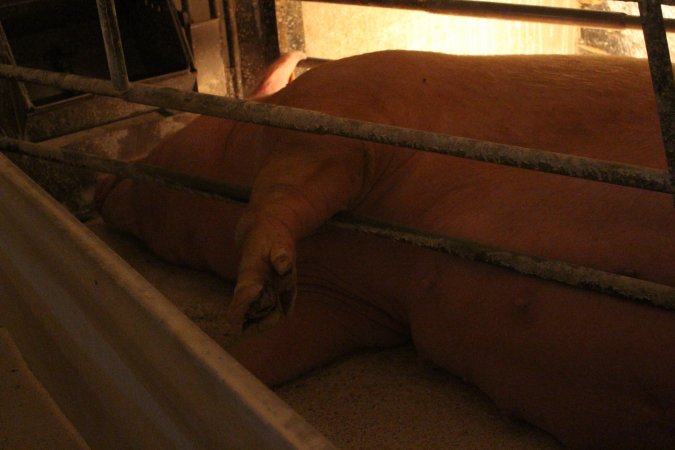 Farrowing crates at Corowa Piggery NSW