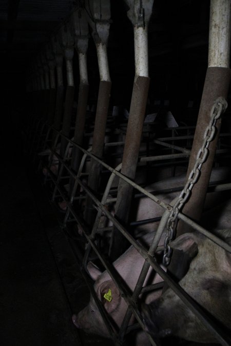 Sow stalls at Brentwood Piggery QLD