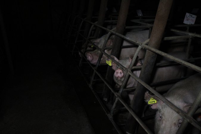 Sow stalls at Brentwood Piggery QLD