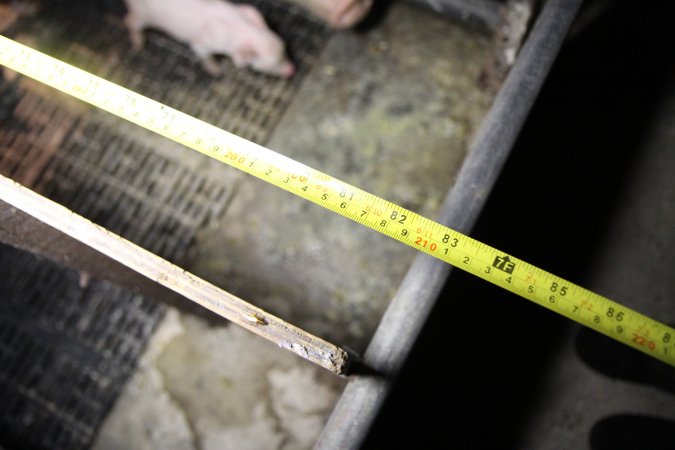 Measurement of farrowing crate