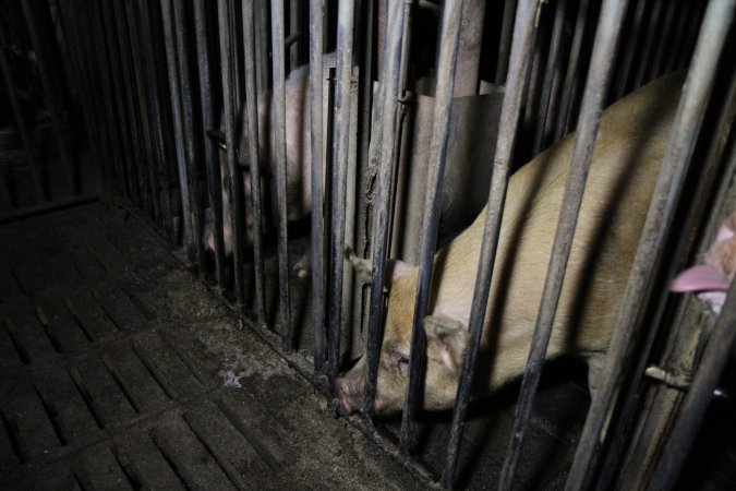 Farrowing crates at Brentwood Piggery QLD