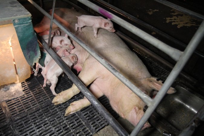 Farrowing crates at CEFN Breeder Piggery QLD