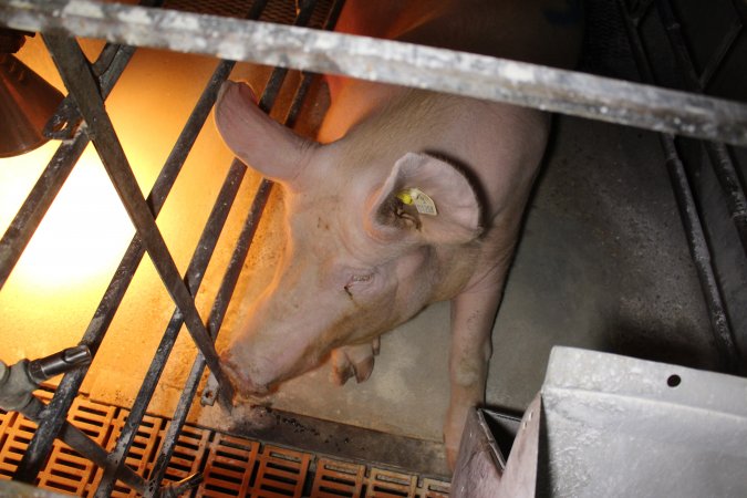Farrowing crates at Corowa Piggery NSW