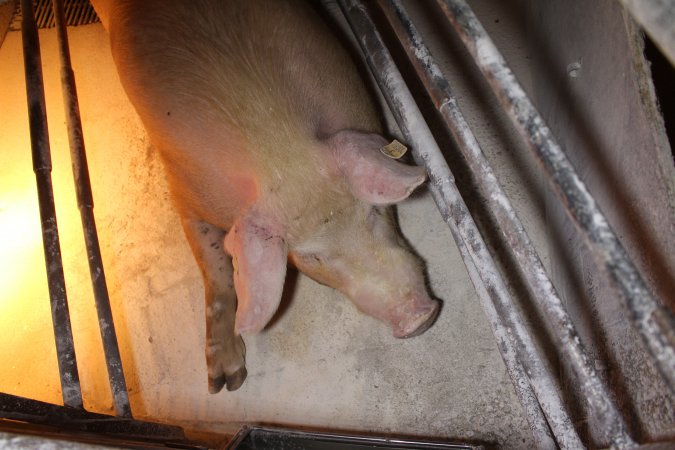 Farrowing crates at Corowa Piggery NSW