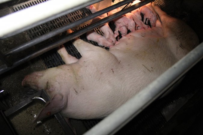 Farrowing crates at CEFN Breeder Piggery QLD