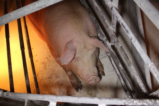 Farrowing crates at Corowa Piggery NSW