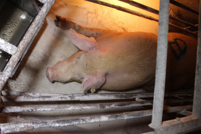 Farrowing crates at Corowa Piggery NSW