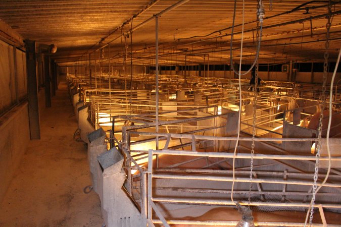 Looking across farrowing shed