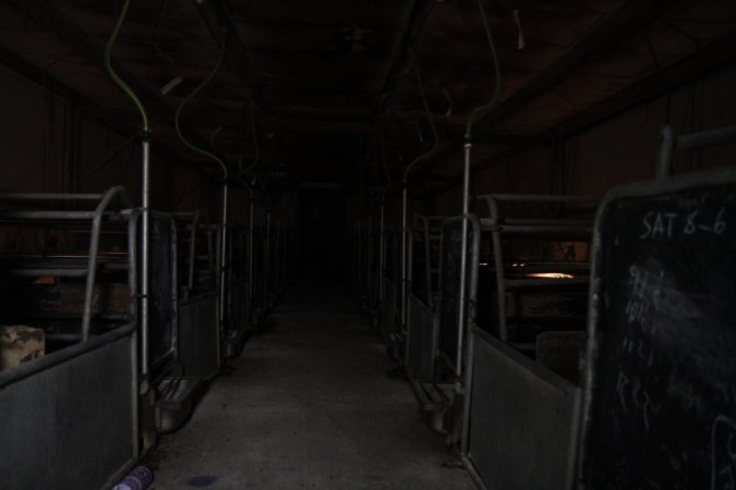 Farrowing crates at CEFN Breeder Piggery QLD