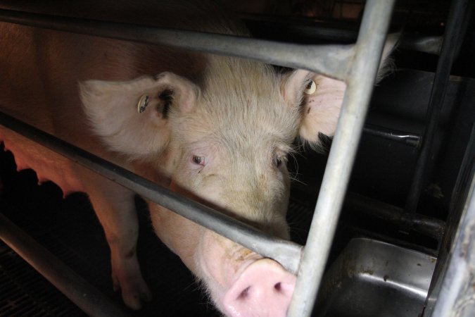 Farrowing crates at CEFN Breeder Piggery QLD