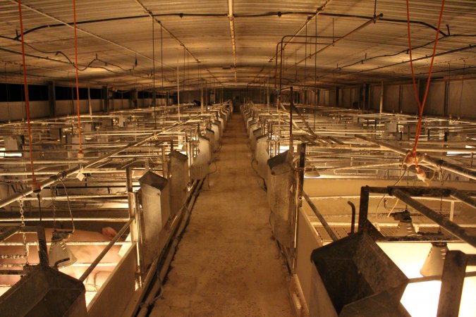 Looking down aisle of farrowing shed