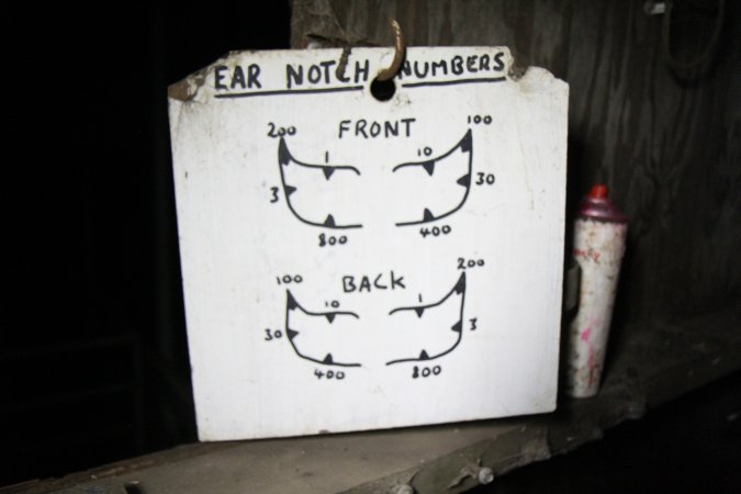 Ear notch chart