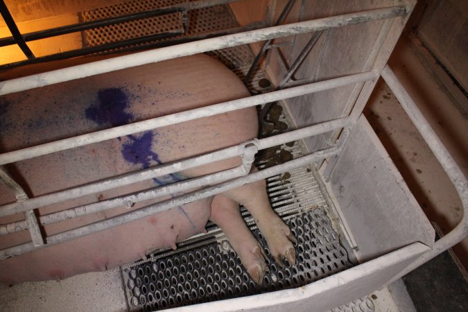 Farrowing crates at Corowa Piggery NSW