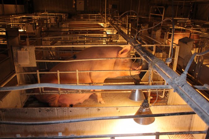 Farrowing crates at Corowa Piggery NSW